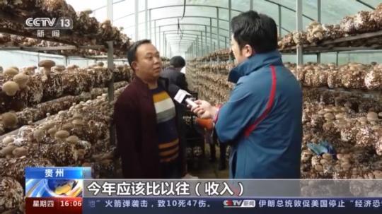 種蘑菇、養(yǎng)駱駝...。。特色產(chǎn)業(yè)助力鄉(xiāng)村振興走新路