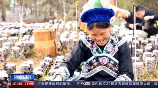 種蘑菇、養(yǎng)駱駝...。。特色產(chǎn)業(yè)助力鄉(xiāng)村振興走新路