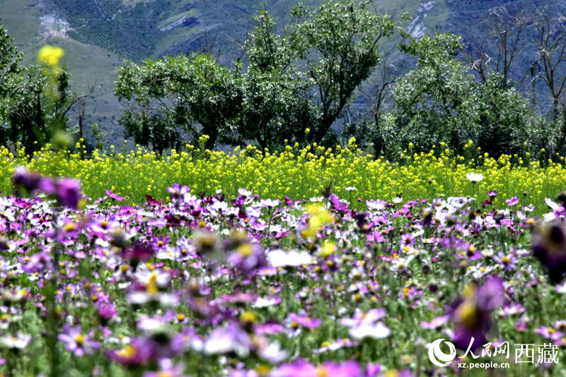 油菜花與格桑花相映成趣。人民網(wǎng) 李海霞攝