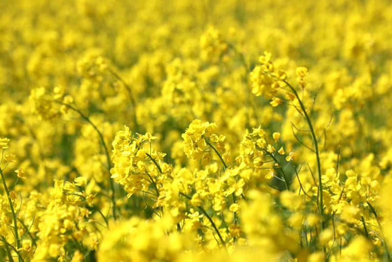 油菜花盛開(kāi)。洛克攝