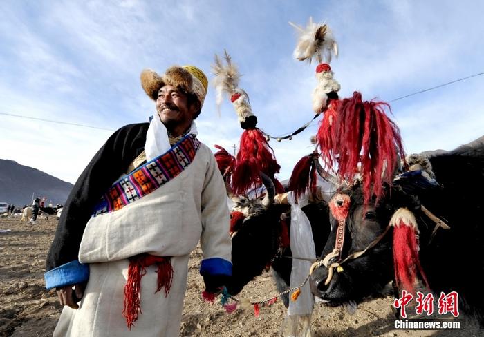 資料圖為2013年3月16日，拉薩市堆龍德慶區(qū)德慶村的農(nóng)民牽著牦牛參加春耕儀式，按照傳統(tǒng)方式由牦牛開第一犁。 <a target='_blank' href='/'><p  align=