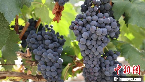 圖為桑日縣種植的葡萄。　山南桑日縣委宣傳部提供