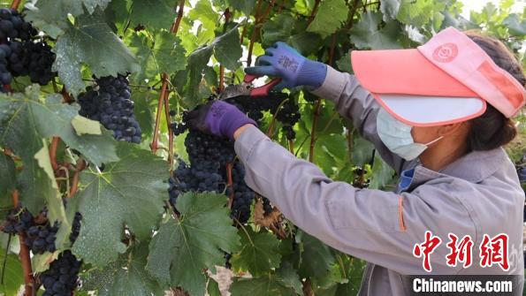 圖為當?shù)卮迕癫烧咸??！∩侥仙Ｈ湛h委宣傳部提供