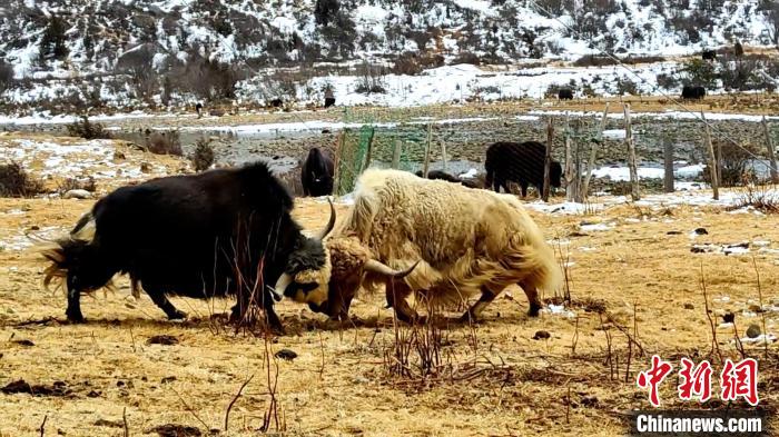 圖為角木那村生態(tài)散養(yǎng)的牦牛正在嬉戲。　巴桑曲扎 　攝