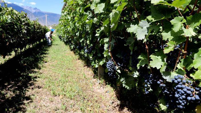 昌都芒康縣依托“兩江流域”干熱河谷地帶地理優(yōu)勢將康巴蜜橘、蘋果、甜石榴、葡萄、蜜桃等經(jīng)濟林木種植?！〔际忻⒖悼h委宣傳部供圖