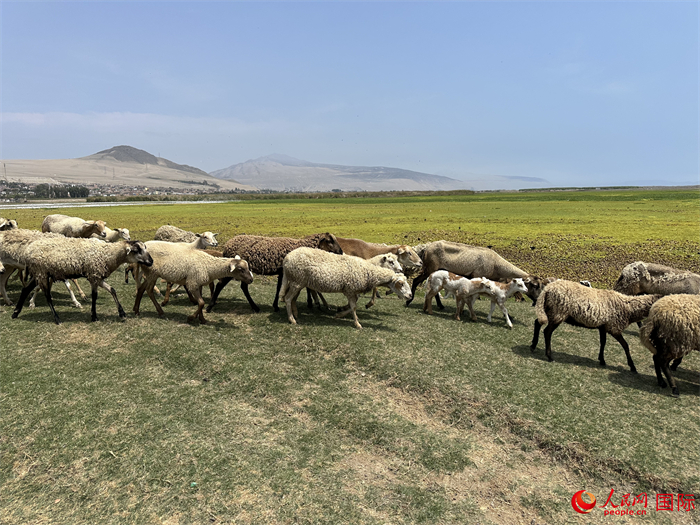 當?shù)貢r間11月15日，羊群在錢凱港附近的圣羅莎濕地棲息。人民網(wǎng)記者 周雨攝