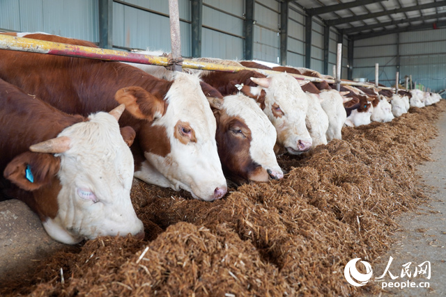 在思博農(nóng)業(yè)科技有限公司內(nèi)，肉牛正在吃秸稈轉(zhuǎn)化的飼料。人民網(wǎng)記者 陳若天攝