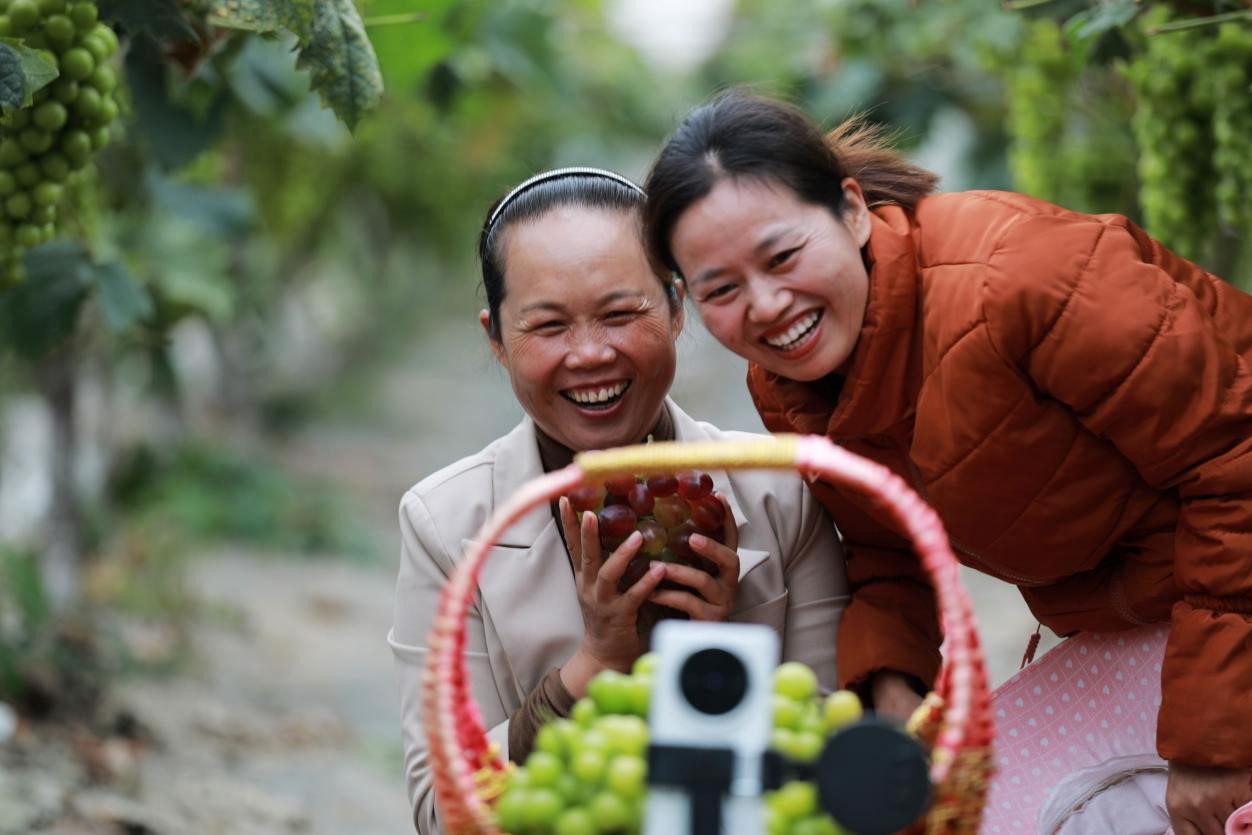 2024年10月6日，果農(nóng)在貴州省黔西市金碧鎮(zhèn)新蘭村葡萄園里進(jìn)行直播銷售。來源：人民圖片