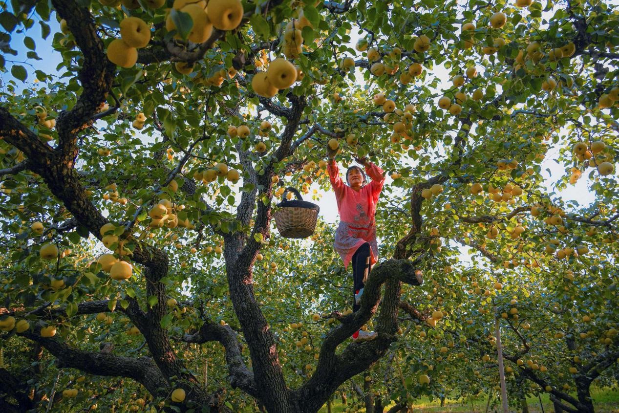 2024年10月4日，安徽省宿州市碭山縣程莊鎮(zhèn)衡樓村百年老梨園里，梨農(nóng)在忙著采摘酥梨。來源:人民圖片