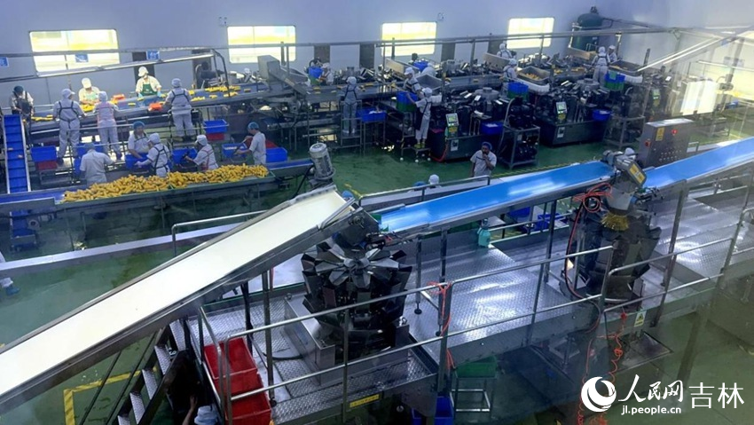 吉林省農(nóng)嫂食品有限公司生產(chǎn)車間內(nèi)一片火熱。人民網(wǎng)記者 王海躍攝