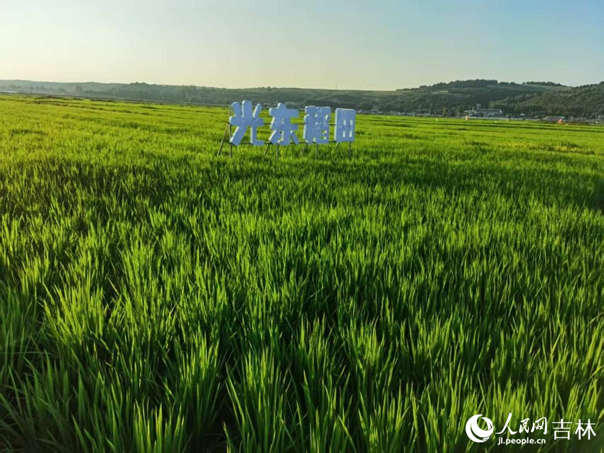 光東村稻田風景美如畫（資料圖片）。人民網(wǎng)記者 王海躍攝