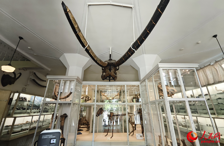 北疆博物院古生物陳列室內(nèi)的化石標本。人民網(wǎng)記者 孫一凡攝