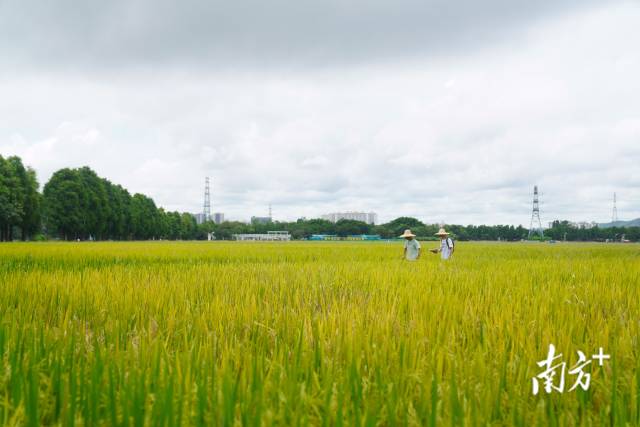 文化組的兩名成員正行走在稻田里。