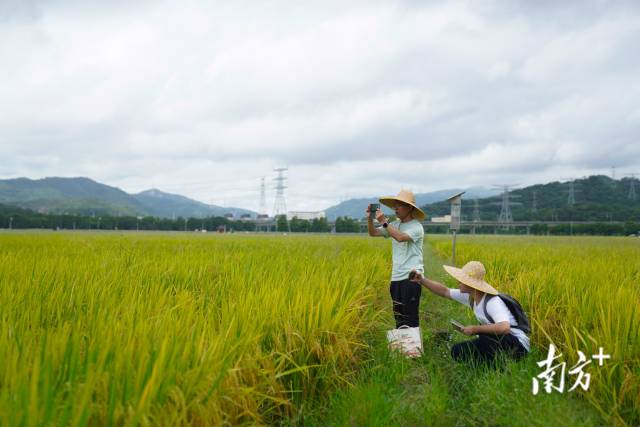 文化組的兩名成員正在給稻田拍照。