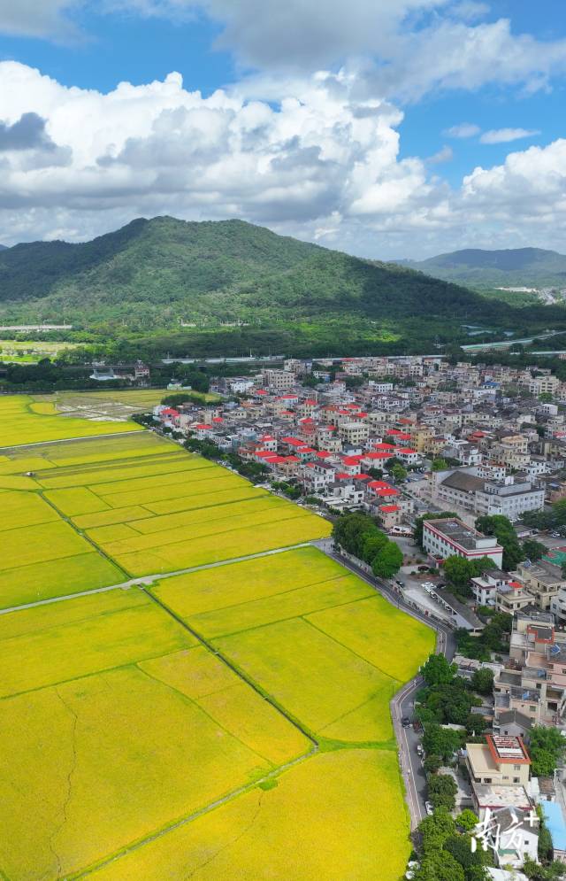 崖口村全景。