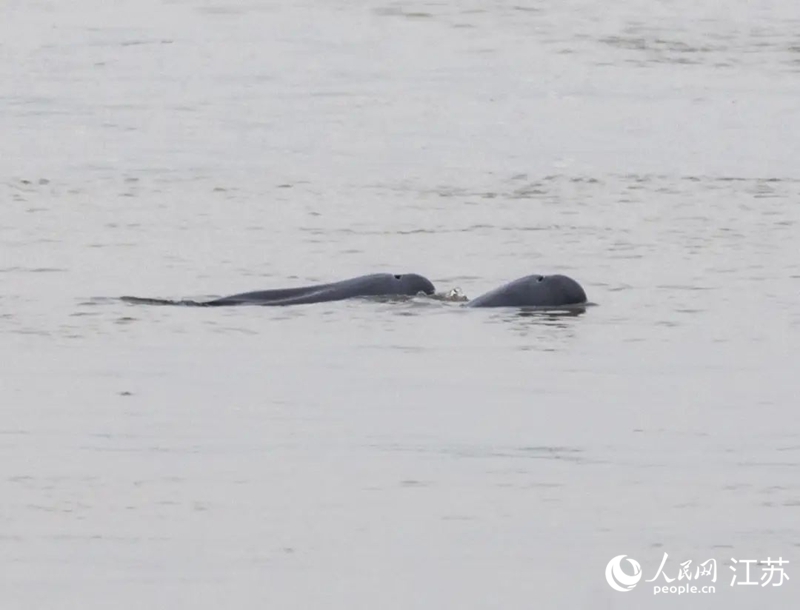 在南京長(zhǎng)江新濟(jì)洲國(guó)家濕地公園拍到的江豚。人民網(wǎng)記者 王丹丹攝