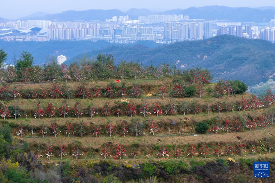 【高質(zhì)量發(fā)展看陜西】“上天”的延安蘋果，蘊(yùn)藏哪些新質(zhì)生產(chǎn)力