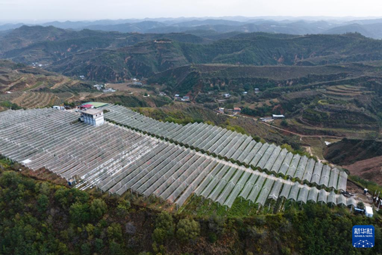 【高質(zhì)量發(fā)展看陜西】“上天”的延安蘋果，蘊(yùn)藏哪些新質(zhì)生產(chǎn)力