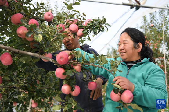 【高質(zhì)量發(fā)展看陜西】“上天”的延安蘋果，蘊(yùn)藏哪些新質(zhì)生產(chǎn)力