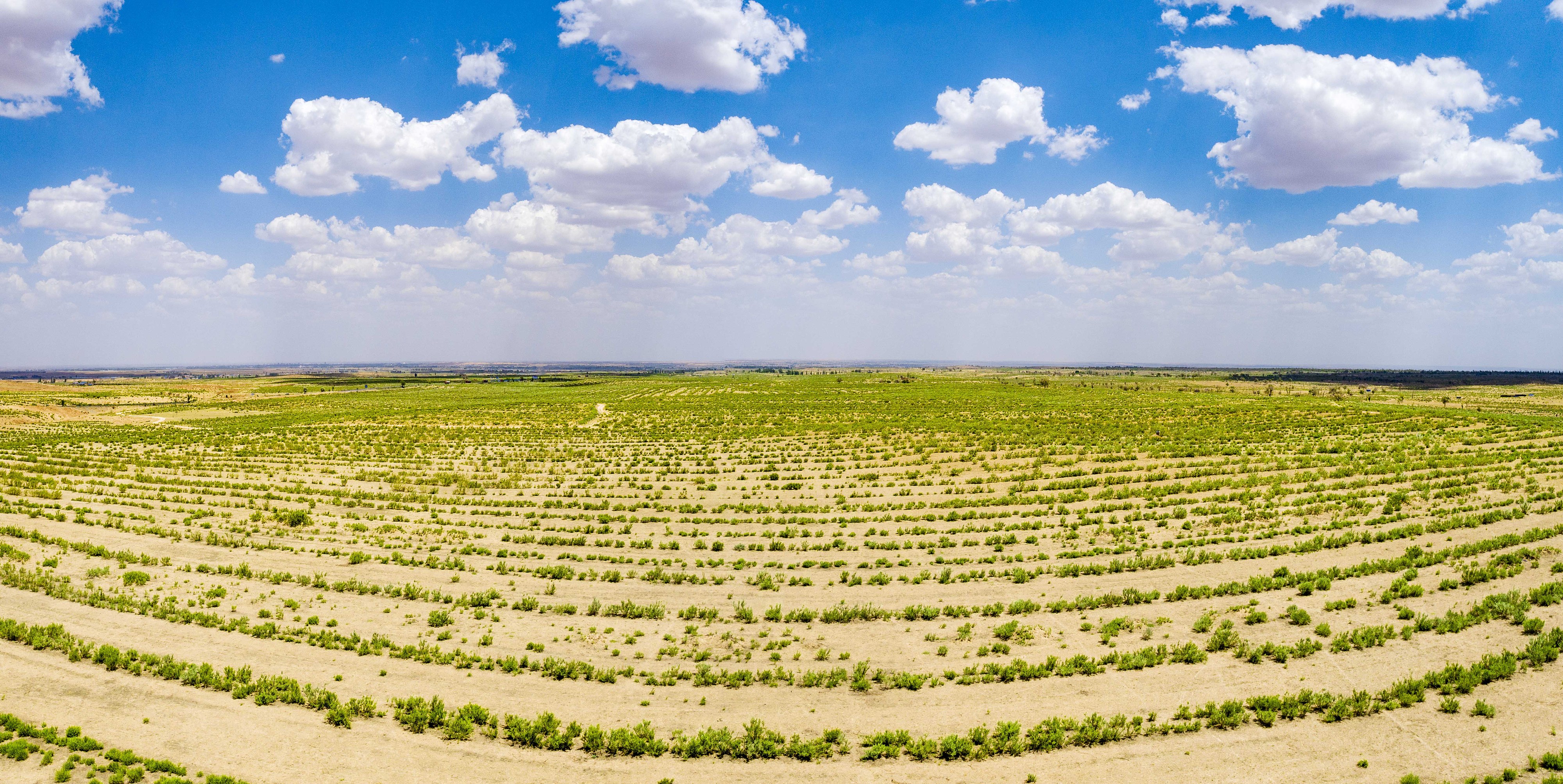 2023年6月7日，內(nèi)蒙古鄂爾多斯，毛烏素沙漠。