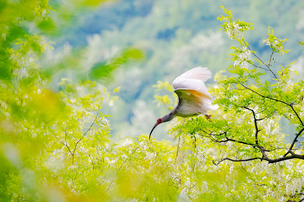 2024年5月2日，一只秦嶺以北野放朱鹮在陜西省銅川市耀州區(qū)沮河上游洋槐林中飛翔。