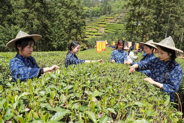 2025年4月13日，福建武夷山市星村鎮(zhèn)朝陽村茶農(nóng)在生態(tài)茶園展示采茶。新華社發(fā)（邱汝泉 攝）