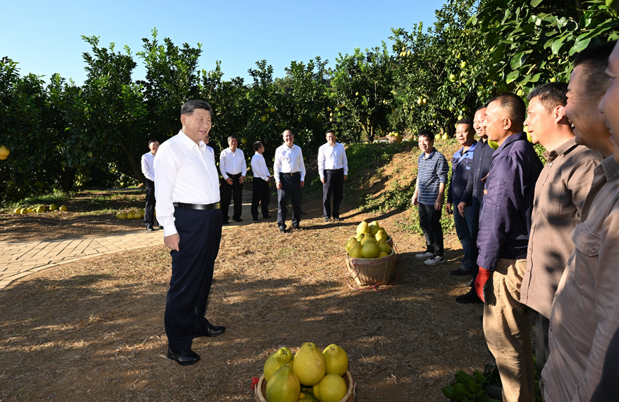 2025年11月7日，習(xí)近平總書記在梅州市梅縣區(qū)雁洋鎮(zhèn)南福金柚種植基地考察時，同果農(nóng)和農(nóng)技人員親切交流。