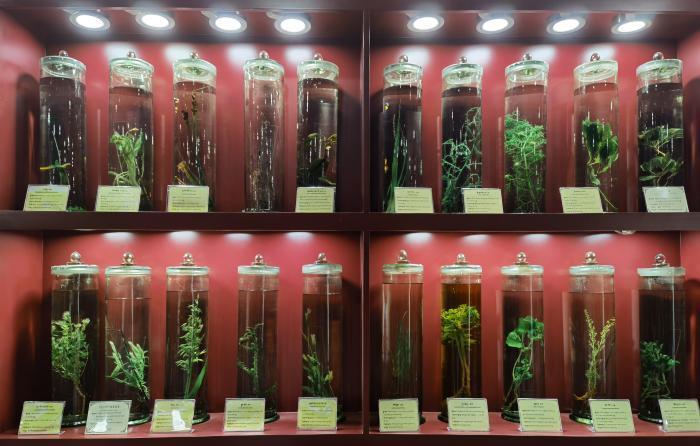 圖為藏藥藥材標(biāo)本。???張海?? ??.jpg