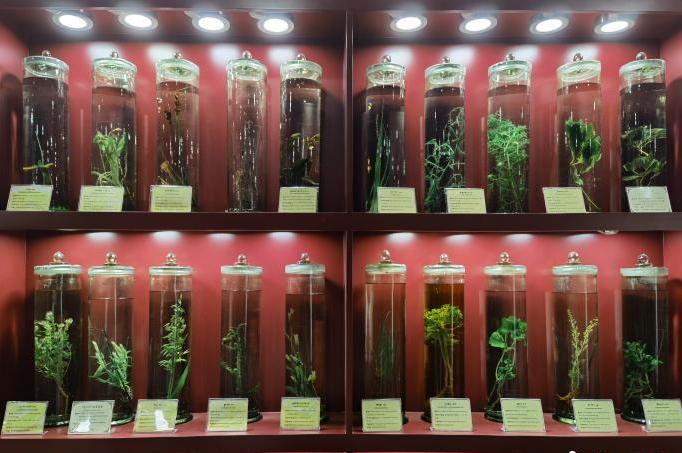 圖為藏藥藥材標(biāo)本。???張海?? ??.jpg