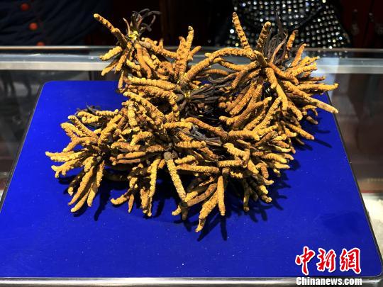 圖為冬蟲(chóng)夏草?！O睿 攝