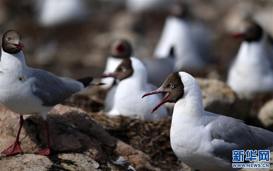 (新華視界)(6)藏北“避暑”的棕頭鷗