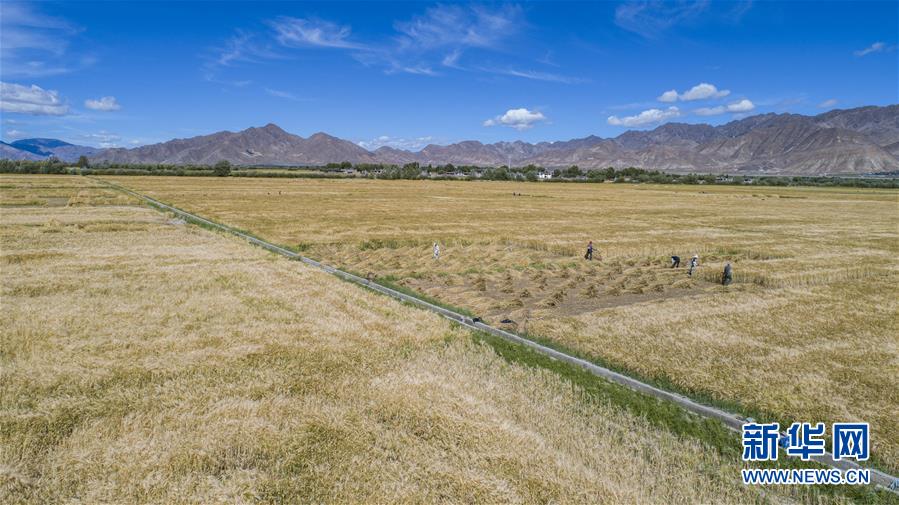 (社會(huì))(1)“西藏糧倉(cāng)”豐收在望