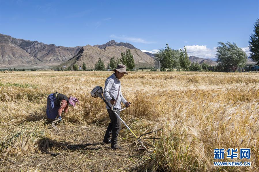 (社會(huì))(4)“西藏糧倉(cāng)”豐收在望