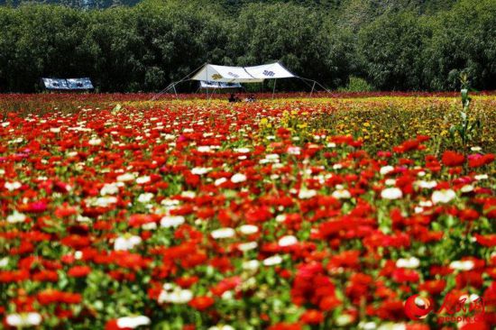 姆朵花海。次仁羅布 攝