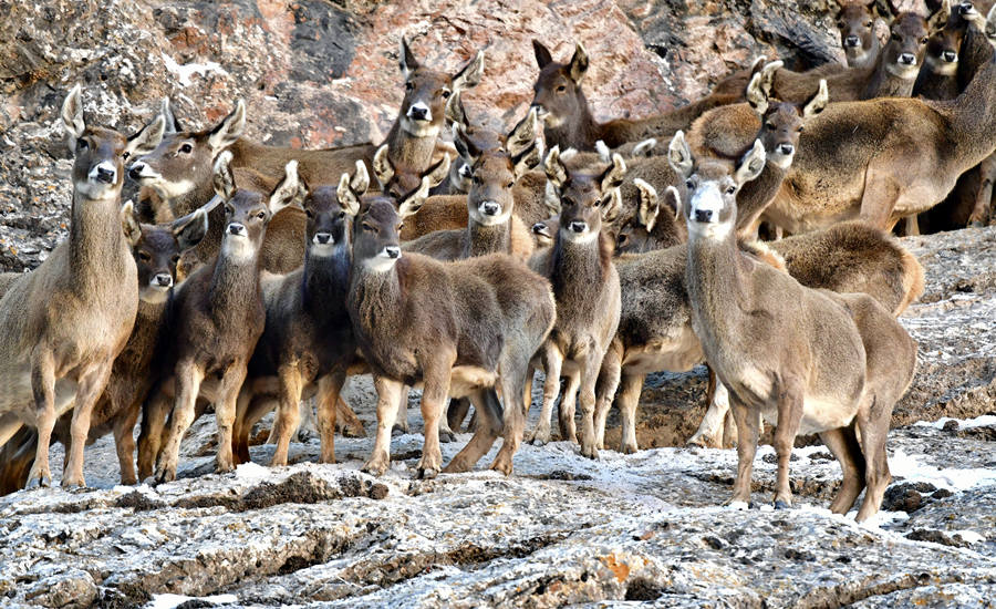 活躍在青海省海西州柏樹山的白唇鹿。巴圖那生攝