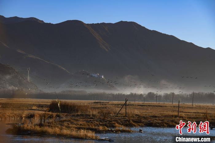 圖為拉薩市林周縣境內(nèi)飛翔的候鳥。　貢嘎來松 攝