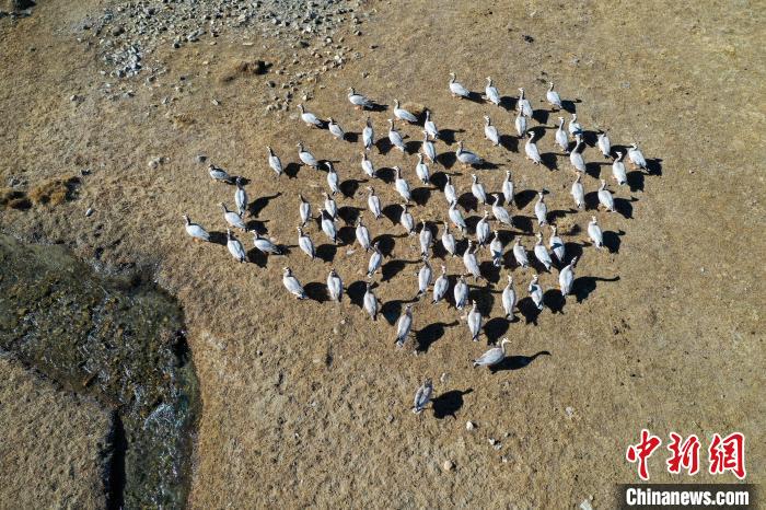 圖為拉薩市林周縣境內(nèi)越冬的候鳥?！∝暩聛硭?攝