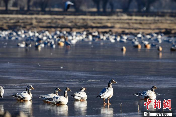 圖為拉薩市林周縣境內(nèi)越冬的候鳥?！∝暩聛硭?攝