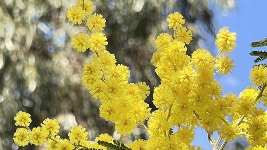 金光燦燦的金合花。