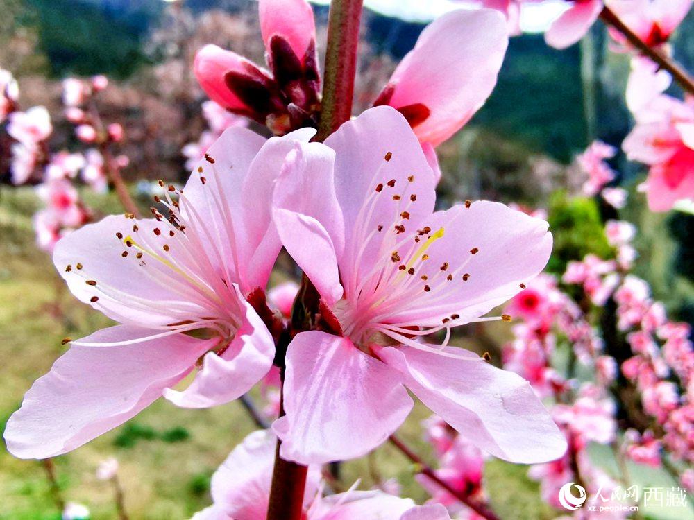 林芝桃花開。人民網(wǎng) 李海霞攝