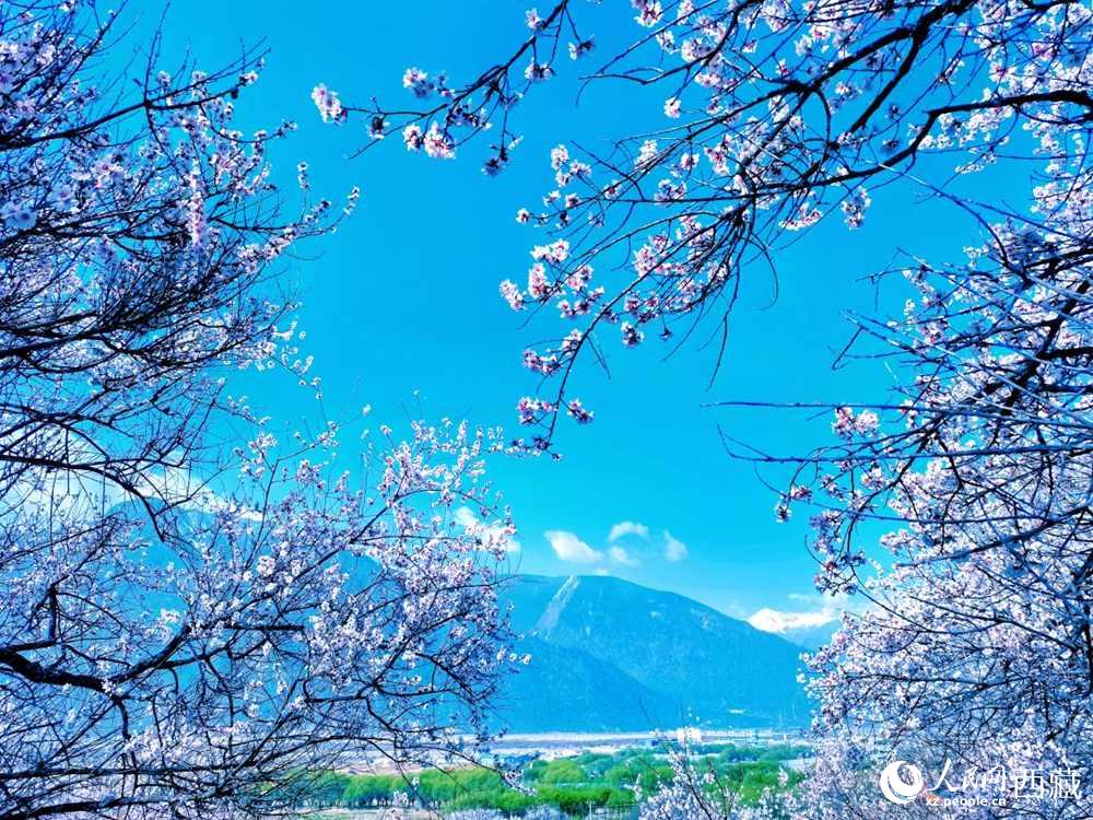 桃花在藍(lán)天白云的映襯下分外好看。人民網(wǎng) 李海霞攝
