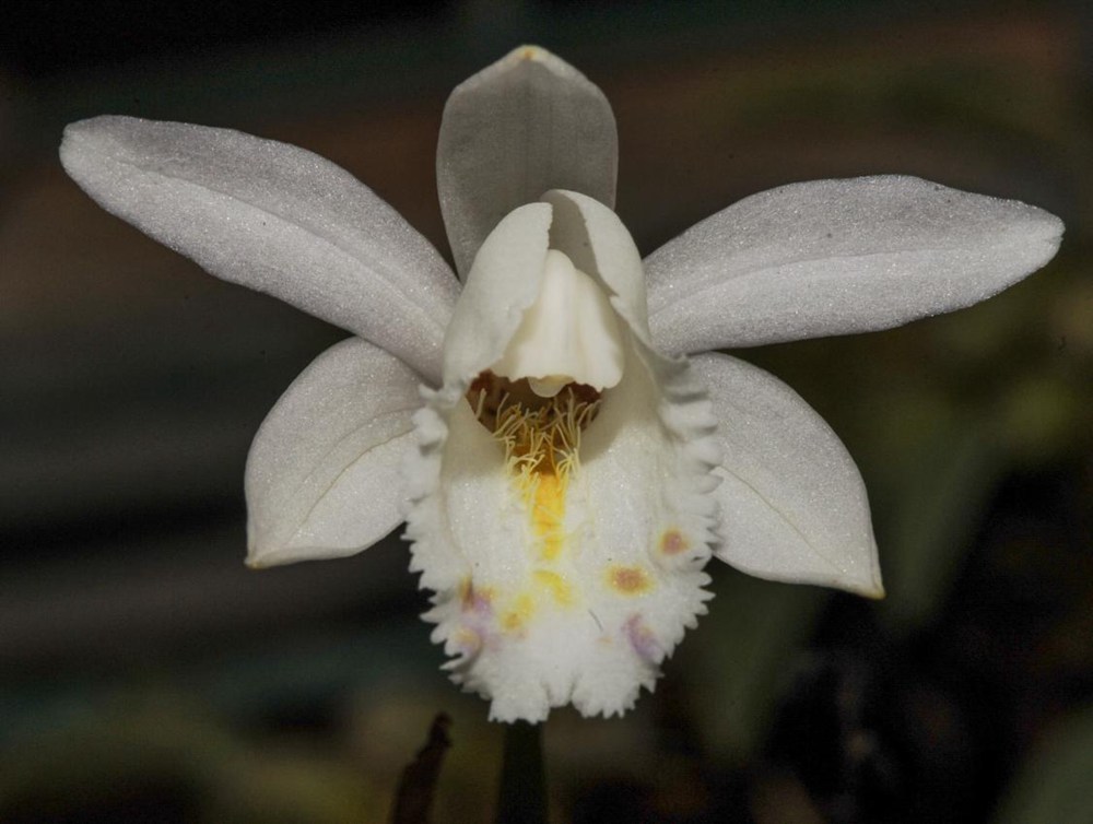 毛唇獨(dú)蒜蘭。 金效華攝