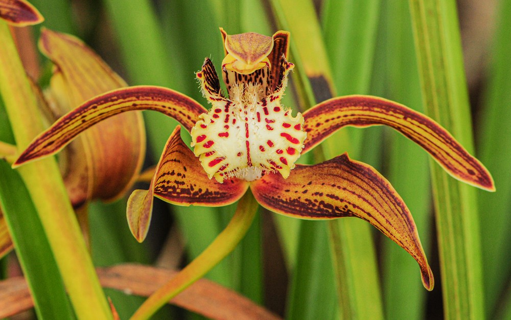 西藏虎頭蘭。李劍武攝