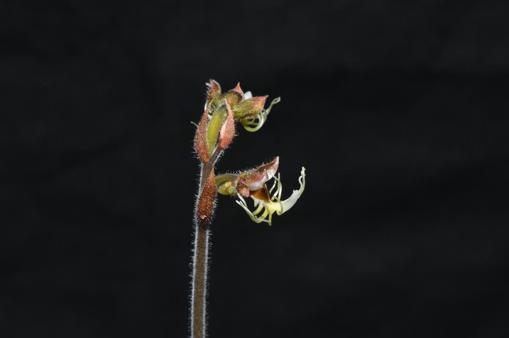 墨脫金線蘭。金效華攝