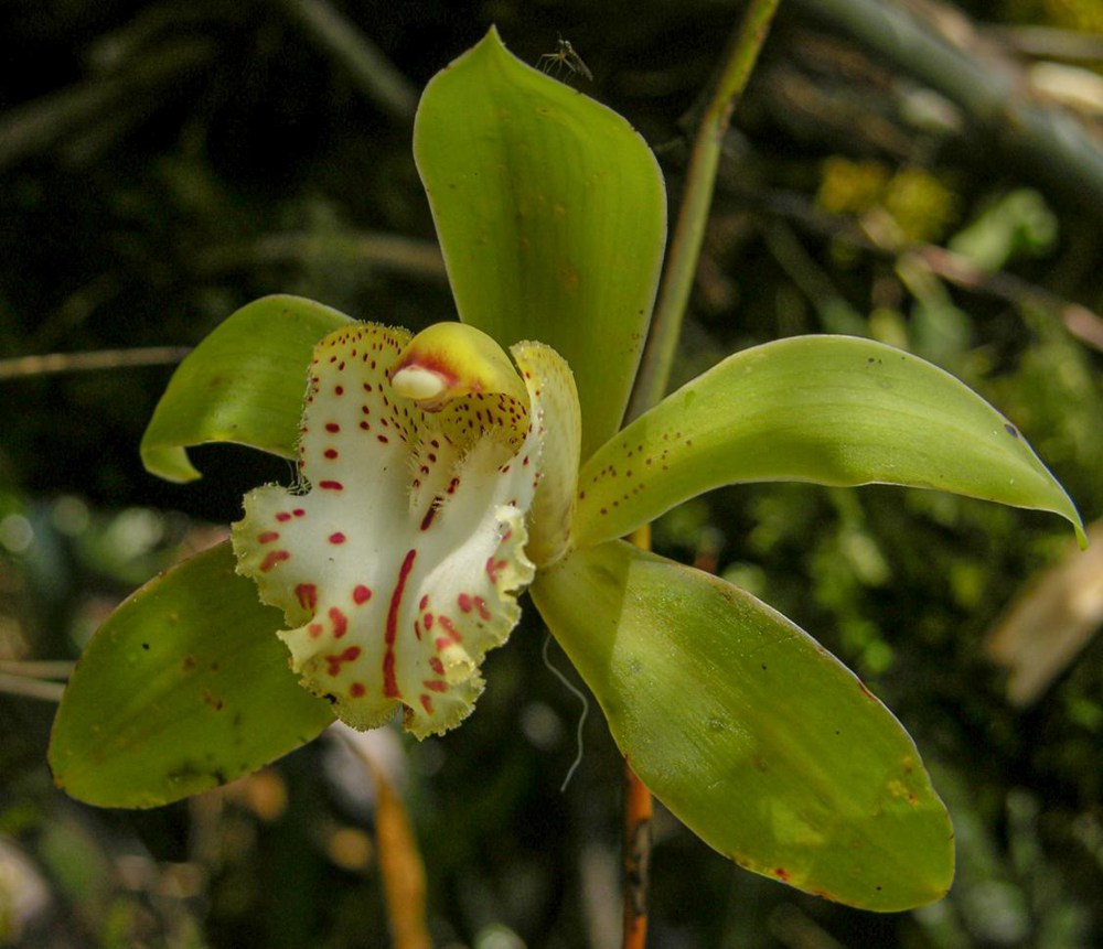 虎頭蘭。金效華攝