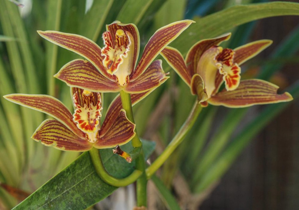 黃嬋蘭。李劍武攝