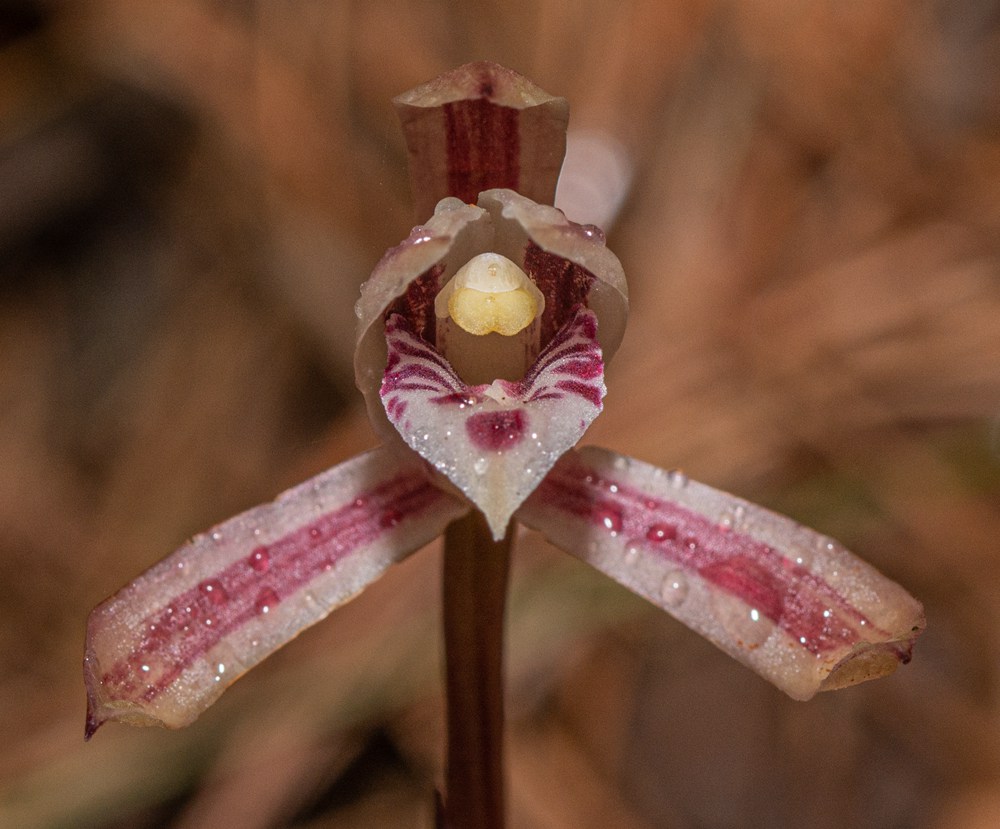 大根蘭。葉超攝