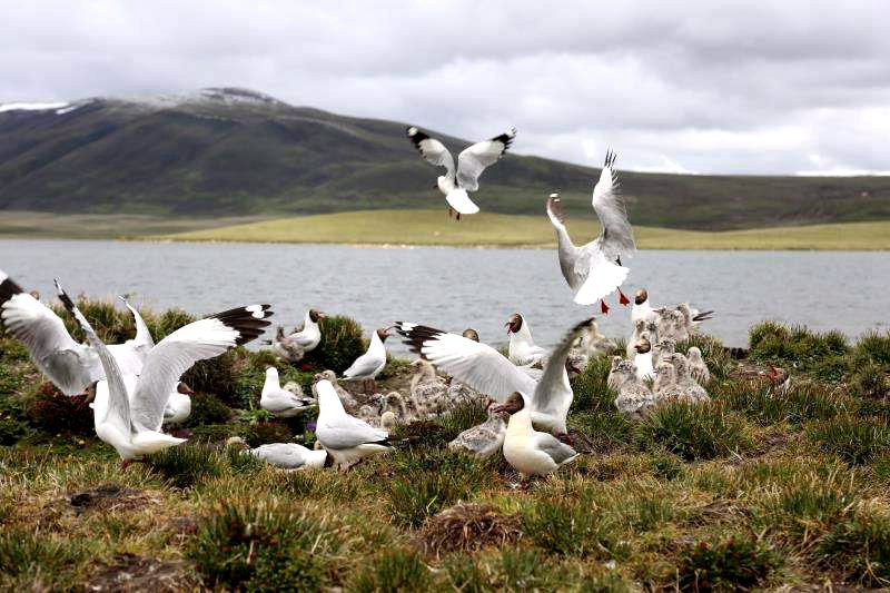 棲息的候鳥(niǎo)。