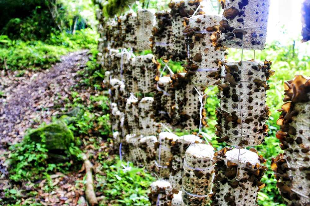 生長中的木耳。次仁央宗攝