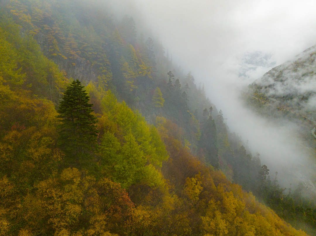 云纏霧繞，層林盡染。